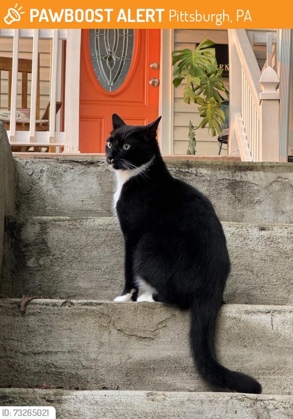 Found/Stray Unknown Cat last seen Bellevue, Pittsburgh, PA 15202