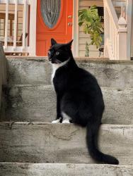 Found/Stray Unknown Cat last seen Bellevue, Pittsburgh, PA 15202
