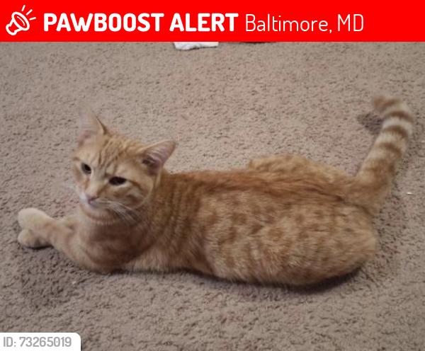 Lost Male Cat last seen Near Light St, Baltimore Md 21217, Baltimore, MD 21230