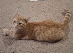 Lost Male Cat last seen Near Light St, Baltimore Md 21217, Baltimore, MD 21230