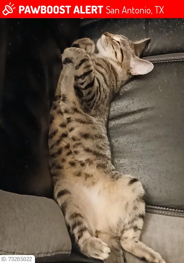 Lost Female Cat last seen Culebra Road, San Antonio, TX 78253