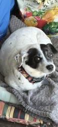 Lost Female Dog last seen IGA Boonville NC, Boonville, NC 27011