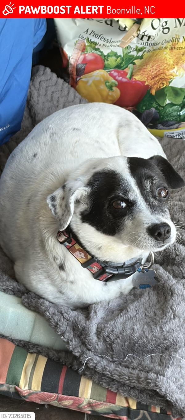 Lost Female Dog last seen IGA Boonville NC, Boonville, NC 27011
