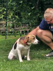 Found/Stray Male Dog last seen Near N 47th Ave E, Duluth, MN 55804