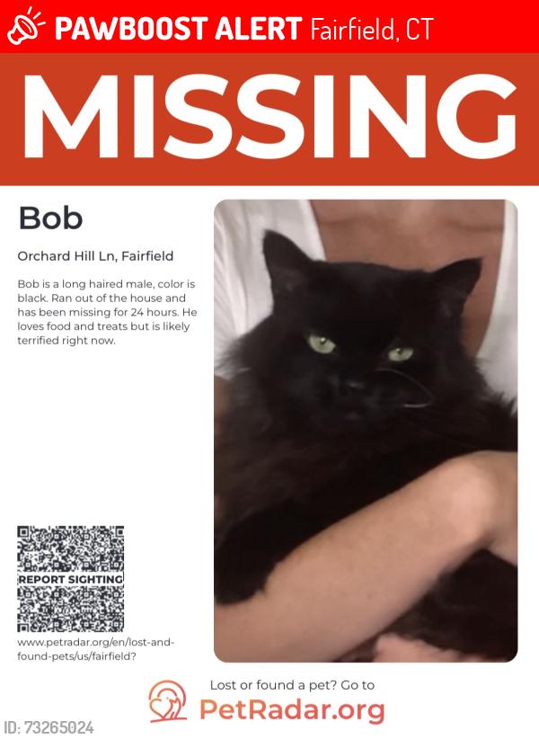 Lost Male Cat last seen Orchard Hill lane, Fairfield, CT 06824