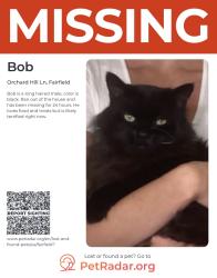 Lost Male Cat last seen Orchard Hill lane, Fairfield, CT 06824