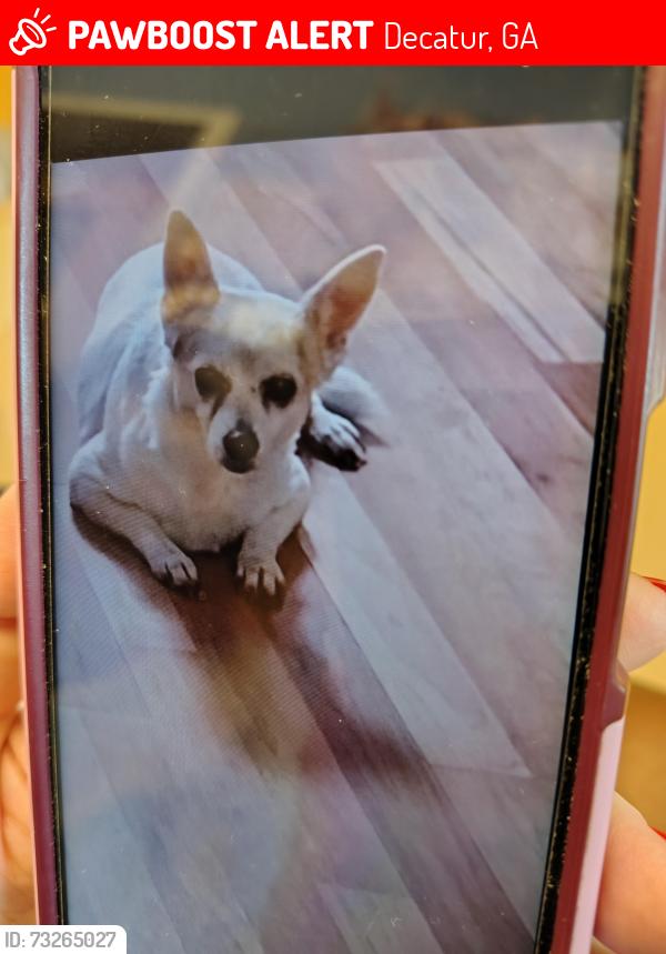 Lost Female Dog last seen Holy Cross Ct, Decatur, GA 30034