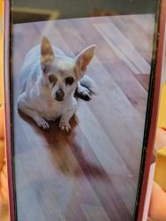 Lost Female Dog last seen Holy Cross Ct, Decatur, GA 30034