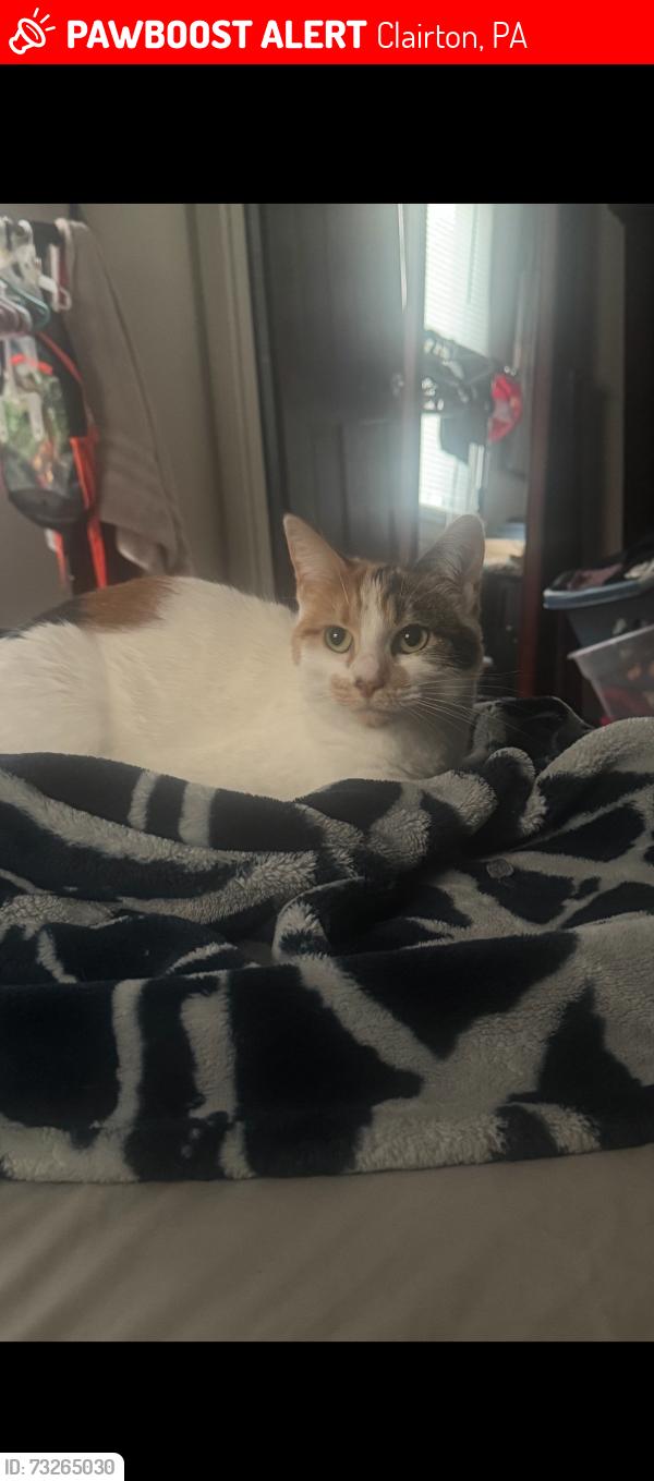 Lost Female Cat last seen Mowry drive, Clairton, PA 15025
