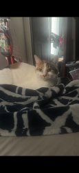 Lost Female Cat last seen Mowry drive, Clairton, PA 15025