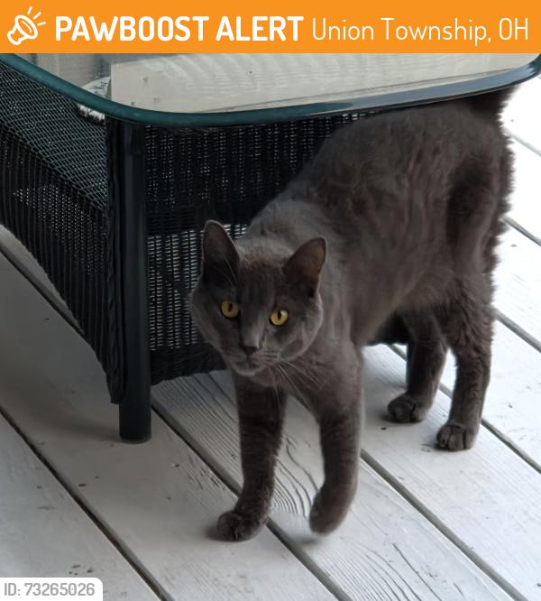 Found/Stray Unknown Cat last seen Across the street from Church on Shepard rd., Union Township, OH 45103