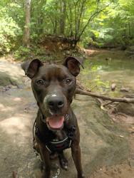 Shelter Stray Male Dog last seen CHARLOTTE, 8315 Byrum Dr, Charlotte, NC 28217, USA