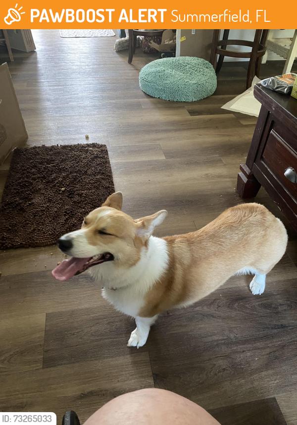 Found/Stray Female Dog last seen 157th Place and 93 Ave, Summerfield, FL 34491