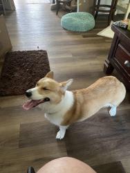 Found/Stray Female Dog last seen 157th Place and 93 Ave, Summerfield, FL 34491