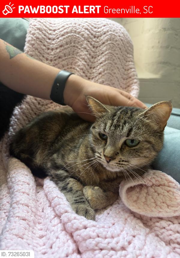 Lost Female Cat last seen Woods Crossing, Haywood Mall, Greenville, SC 29607