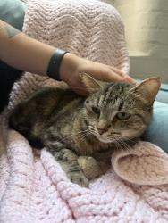 Lost Female Cat last seen Woods Crossing, Haywood Mall, Greenville, SC 29607