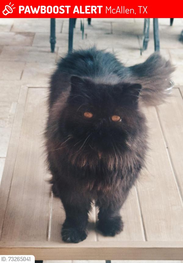 Lost Male Cat last seen Near dove ave MCAllen, McAllen, TX 78504
