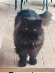 Lost Male Cat last seen Near dove ave MCAllen, McAllen, TX 78504