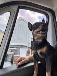 Lost Male Dog last seen 143A Whittington Road N22 8YP, Greater London, England N22 8YP