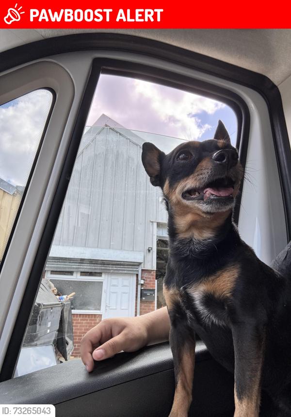 Lost Male Dog last seen 143A Whittington Road N22 8YP, Greater London, England N22 8YP