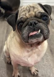 Lost Male Dog last seen Near paradise drive pharr tx, Pharr, TX 78577