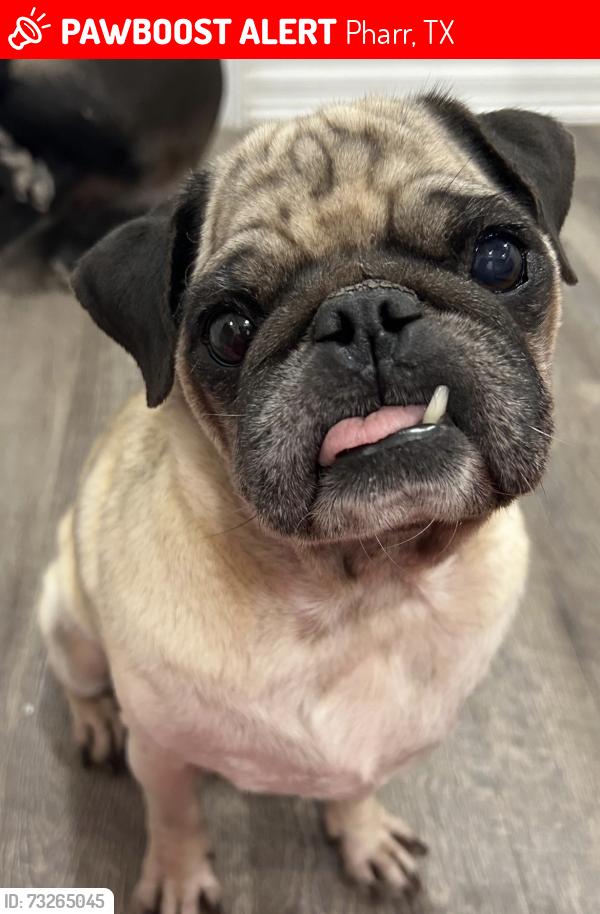 Lost Male Dog last seen Near paradise drive pharr tx, Pharr, TX 78577