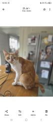 Lost Male Cat last seen Brislington, Bedminster, England 