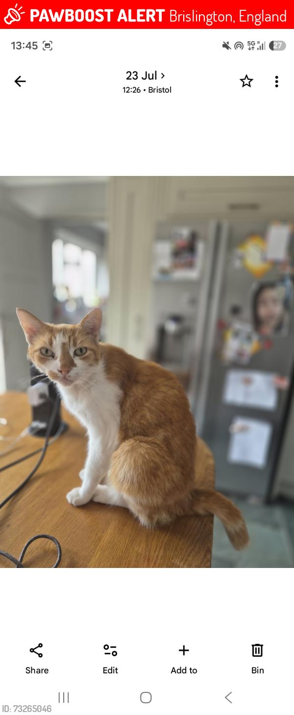 Lost Male Cat last seen Brislington, Bedminster, England 