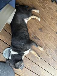 Found/Stray Male Dog last seen Goodwill rd Huntington wv, Huntington, WV 25704