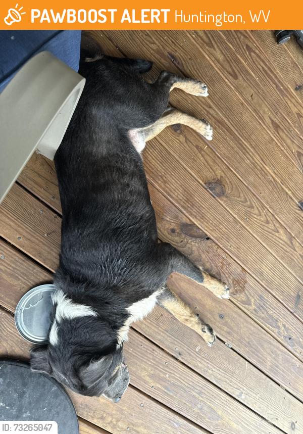Found/Stray Male Dog last seen Goodwill rd Huntington wv, Huntington, WV 25704