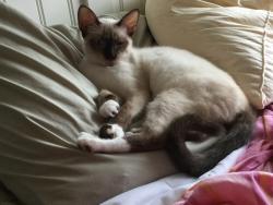 Reunited Male Cat last seen Julius ests near Lucerne Park Road and Old Lucerne Park Road, Winter Haven, FL 33881