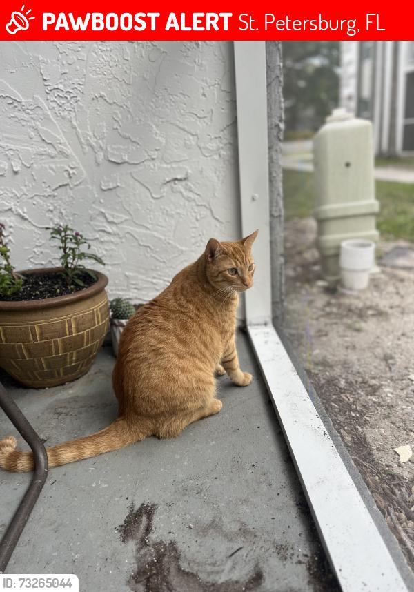 Lost Male Cat last seen 4th st N 77th Ave N Saint Petersburg Fl, St. Petersburg, FL 33702