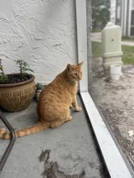 Lost Male Cat last seen 4th st N 77th Ave N Saint Petersburg Fl, St. Petersburg, FL 33702