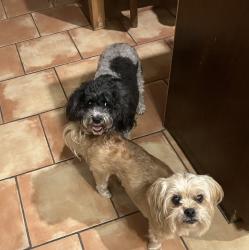 Reunited Female Dog last seen Wydewood drive and Neely ave, Midland, TX 79707