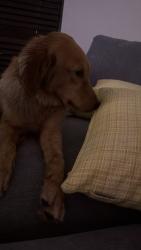 Reunited Female Dog last seen 8th st and 65th st, Miami, FL 33144