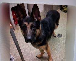 Lost Male Dog last seen Indian hill Pomona, Pomona, CA 91767