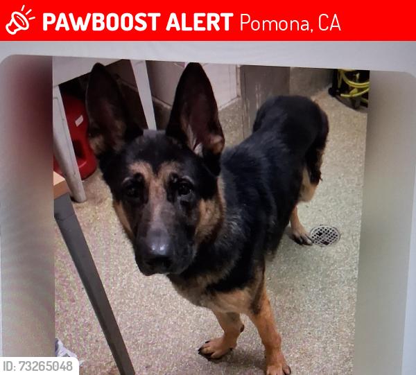 Lost Male Dog last seen Indian hill Pomona, Pomona, CA 91767