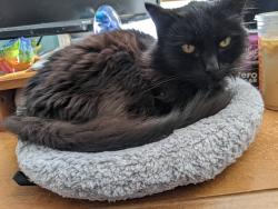 Lost Female Cat last seen E Shore Dr, King Rd, Holbrook, MA 02343
