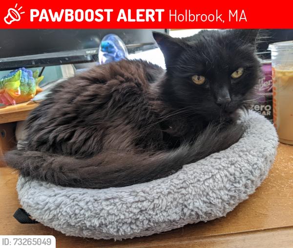 Lost Female Cat last seen E Shore Dr, King Rd, Holbrook, MA 02343
