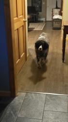 Lost Female Dog last seen Near Memorial Drive, Winthrop, ME 04364
