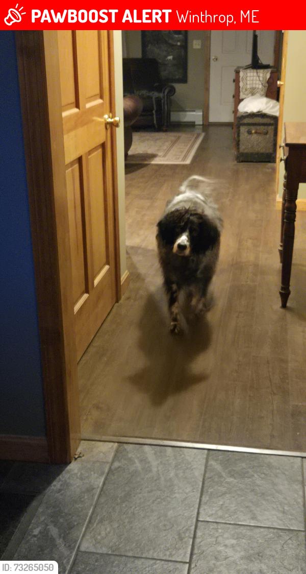Lost Female Dog last seen Near Memorial Drive, Winthrop, ME 04364