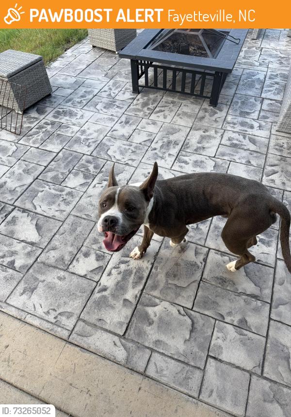 Found/Stray Unknown Dog last seen Paintersmill Rd, Fayetteville, NC 28304