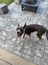 Found/Stray Unknown Dog last seen Paintersmill Rd, Fayetteville, NC 28304