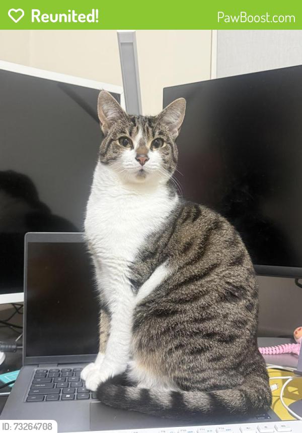 Reunited Female Cat last seen Hillside Gr, Airport West, Airport West, VIC 3042