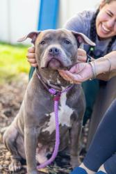 Shelter Stray Male Dog last seen Near N Peachtree Rd, Dunwoody, GA 30338, 30338, GA, 3280 Chamblee Dunwoody Rd, Chamblee, GA 30341, USA
