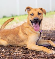 Shelter Stray Male Dog last seen Near Stonegate Point, 30038, GA, 3280 Chamblee Dunwoody Rd, Chamblee, GA 30341, USA