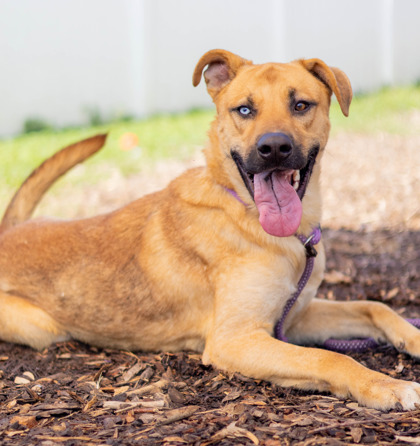 Shelter Stray Male Dog last seen Near Stonegate Point, 30038, GA, 3280 Chamblee Dunwoody Rd, Chamblee, GA 30341, USA