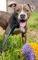 Shelter Stray Female Dog last seen Near Bouldercrest Rd, Ellenwood, GA 30294, 30294, GA, 3280 Chamblee Dunwoody Rd, Chamblee, GA 30341, USA