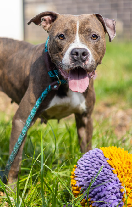 Shelter Stray Female Dog last seen Near Bouldercrest Rd, Ellenwood, GA 30294, 30294, GA, 3280 Chamblee Dunwoody Rd, Chamblee, GA 30341, USA