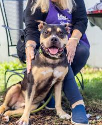 Shelter Stray Male Dog last seen Near Skyhaven Rd, 30316, GA, 3280 Chamblee Dunwoody Rd, Chamblee, GA 30341, USA